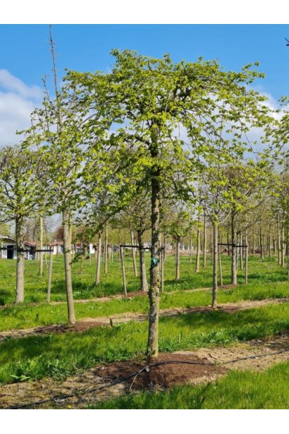 Граб звичайний Пендула дерева